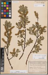 Foto von Salix cinerea L. x Salix myrsinifolia Salisb.